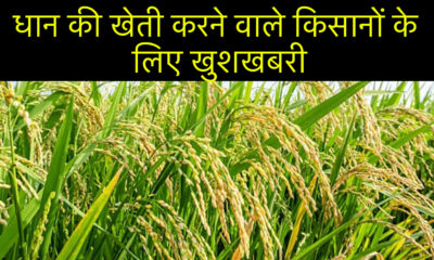 धान की खेती