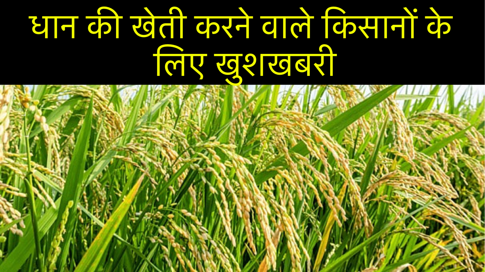 Paddy: धान की खेती करने वाले किसानों के लिए खुशखबरी safar news धान की खेती