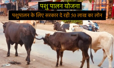 पशुपालन लोन योजना