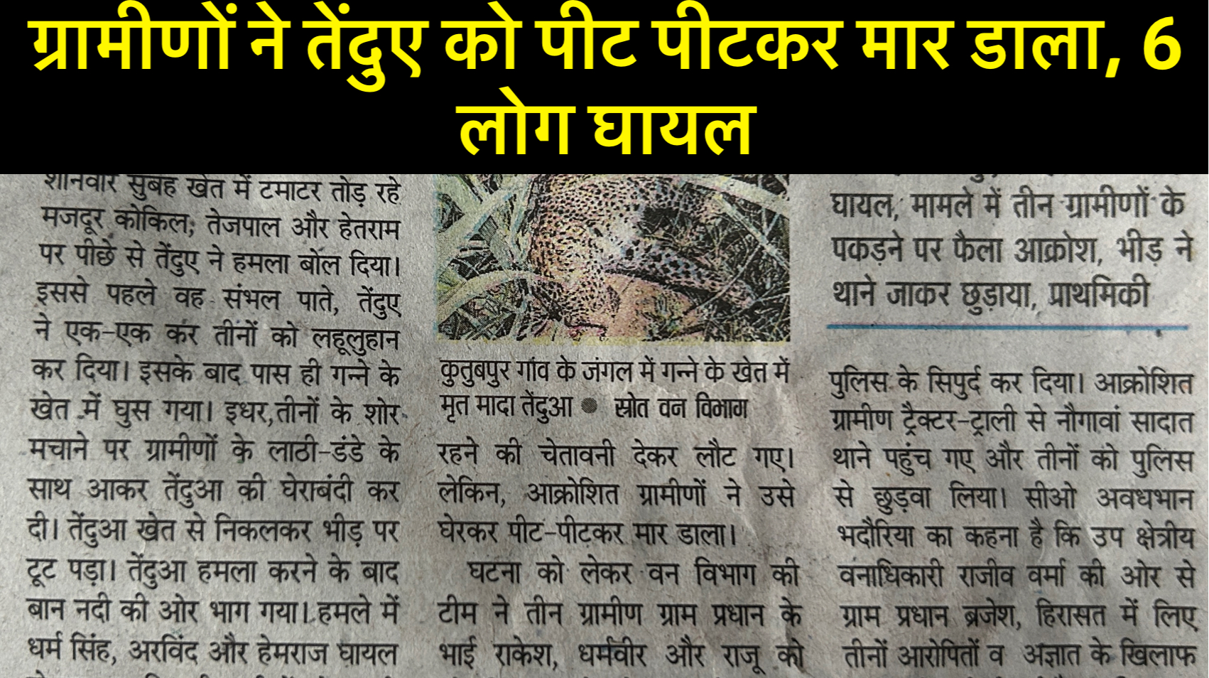 अमरोहा में ग्रामीणों ने तेंदुए को पीट-पीटकर मार डाला safar news ग्रामीणों ने तेंदुए को