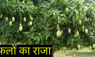 फलों का राजा