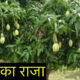 फलों का राजा