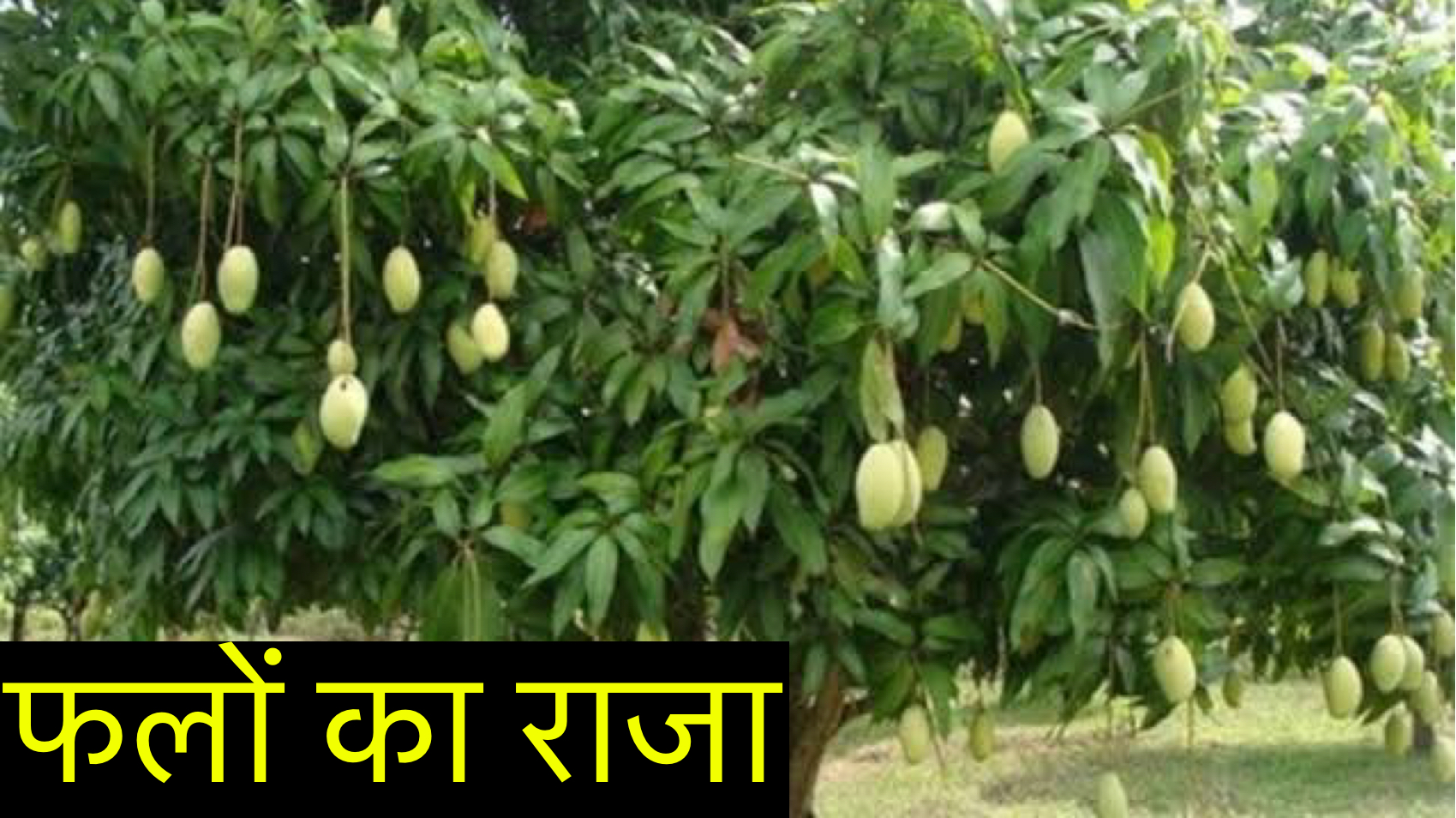 "फलों का राजा" अपनी मिठास, रसीलेपन और अनूठे स्वाद के कारण पूरी दुनिया में पसंद किया जाता है safar news फलों का राजा